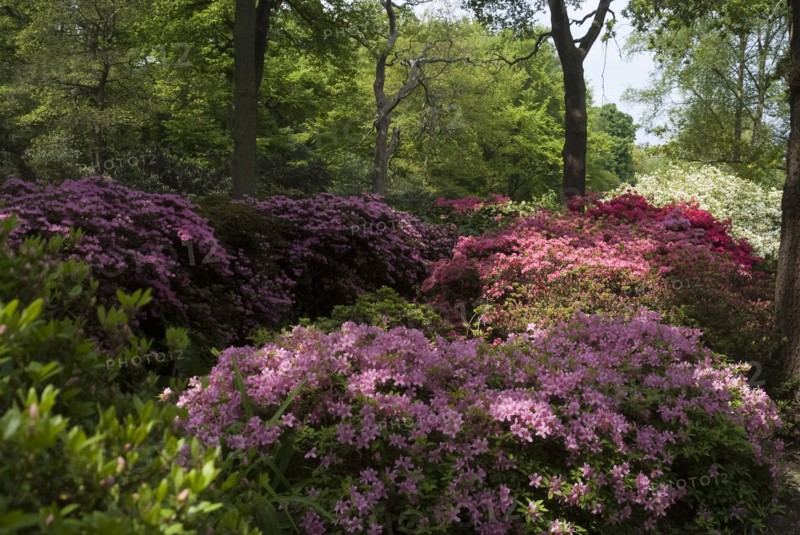 Isabella Plantation, Richmond Park, Richmond, Surrey, England, UK, 14/5/10.