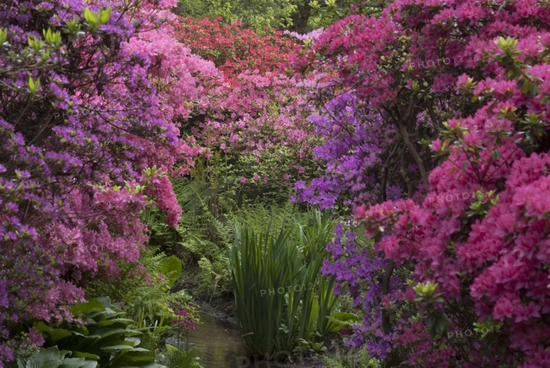 Isabella Plantation, Richmond Park, Richmond, Surrey, England, UK, 14/5/10.