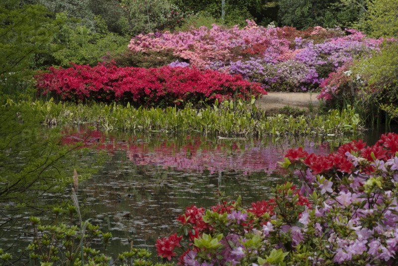 Isabella Plantation, Richmond Park, Richmond, Surrey, England, UK, 14/5/10.