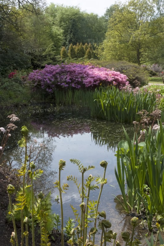 Isabella Plantation, Richmond Park, Richmond, Surrey, England, UK, 14/5/10.