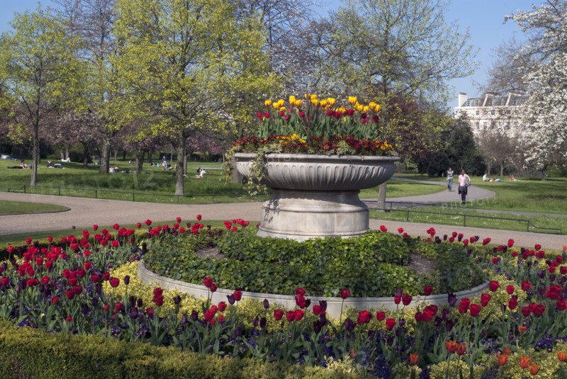 Regent's Park - Springtime floral displays in Regent's Park, London