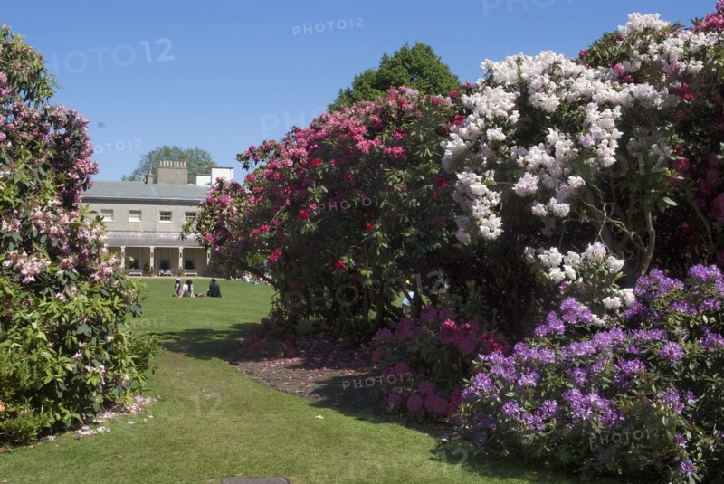 Rhododendrons,  Kenwood House