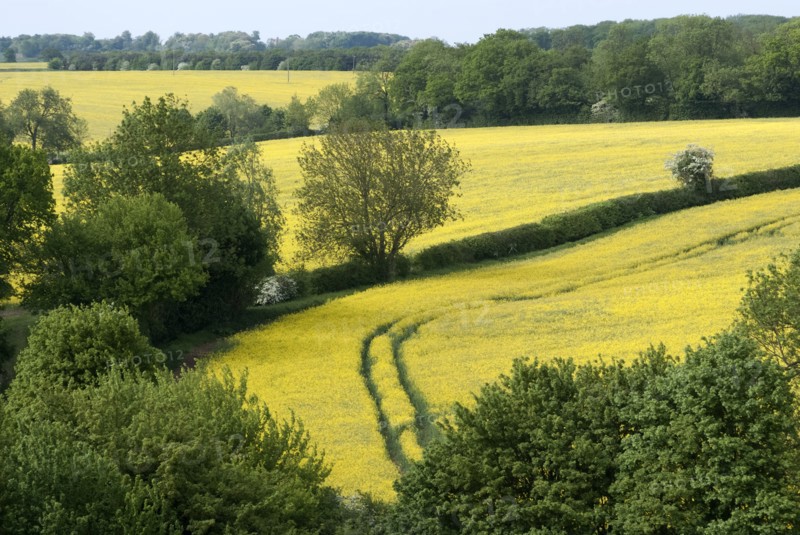 Suffolk countryside, England