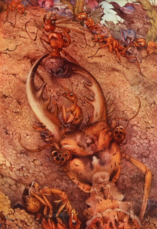 'The Ant Lion',1914