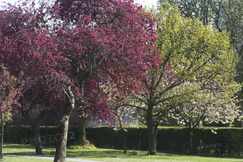 Regent's Park - Spring blossoming trees in Regent's Park, London