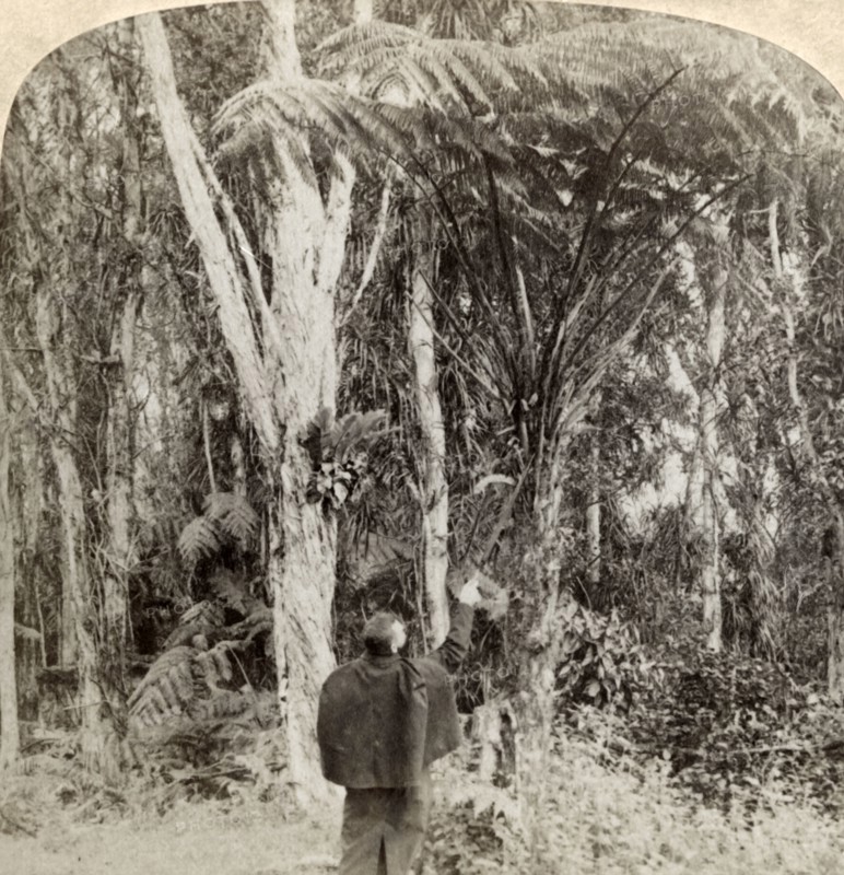 'Tropical scene in the Heart of the Hawaiian Island',1896