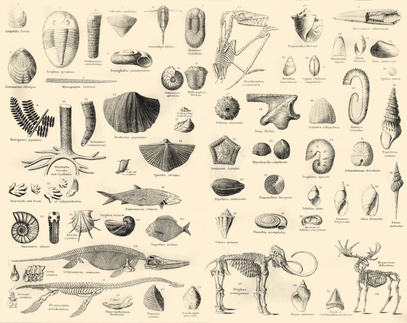 'Palaeontology', c1910