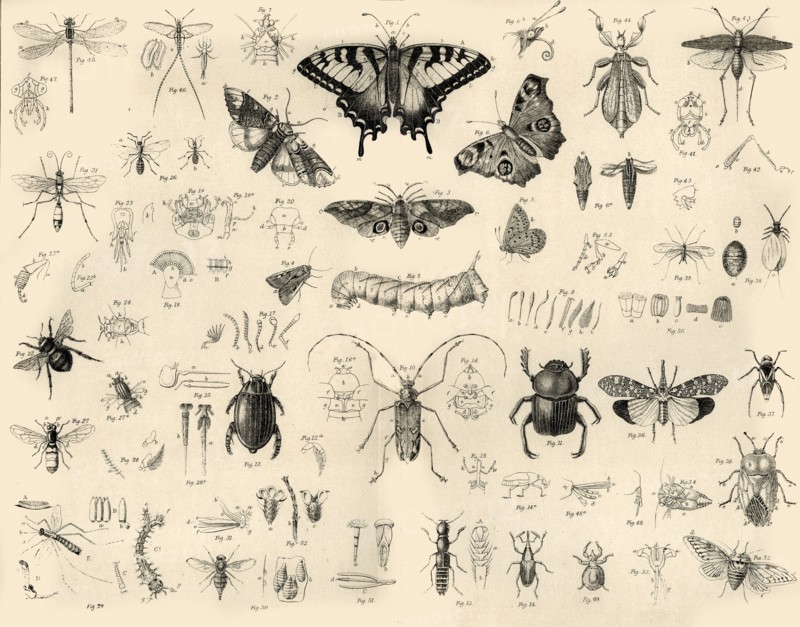 'Insects', c1910
