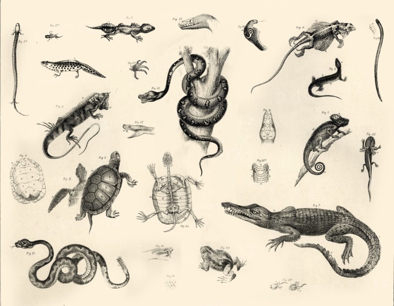 'Reptiles', c1910