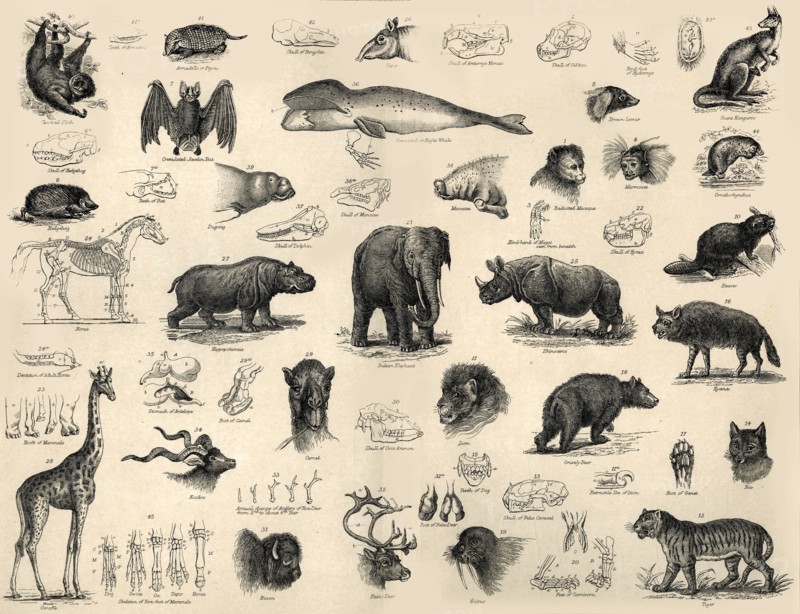 'Mammals', c1910
