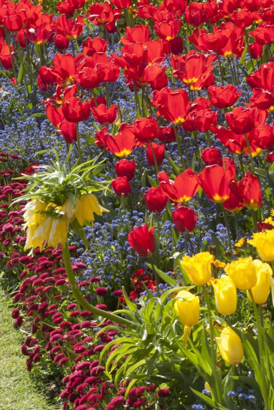 Regent's Park - Springtime floral displays in Regent's Park, London