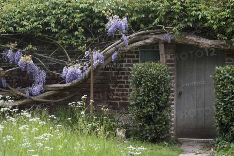 A house covered by ancient wisteria branches, close to Richmond Park