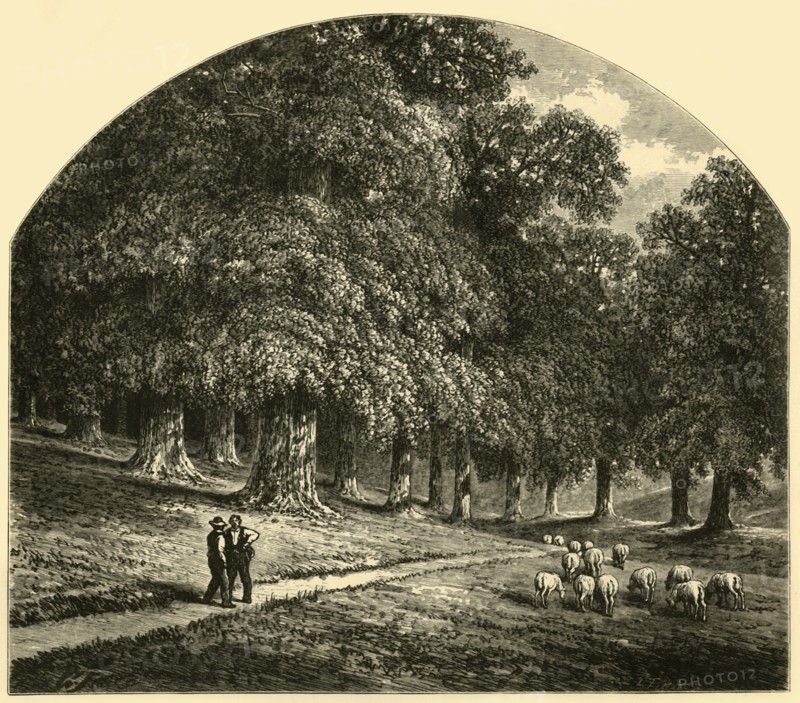 'Druid-Hill Park', 1874.  Creator: John Filmer.