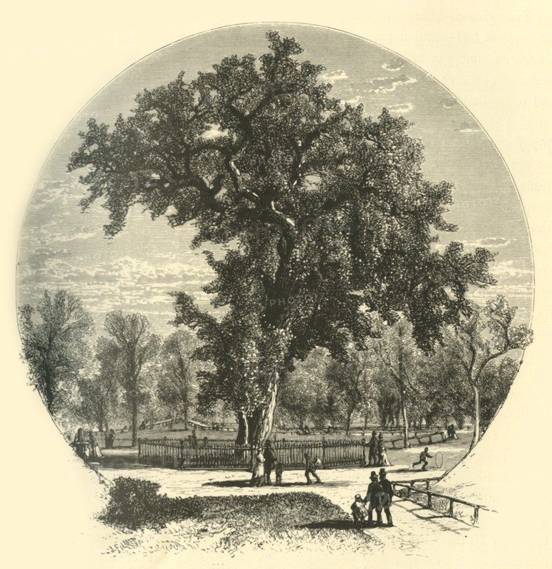 'Old Elm, Boston Common', 1874.  Creator: John Filmer.