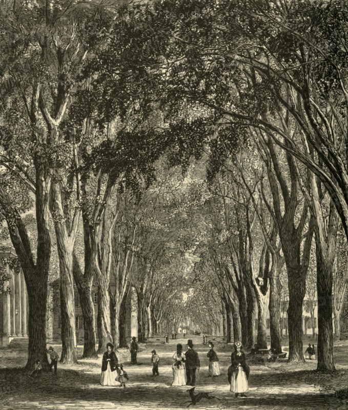 'The New-Haven Elms', 1874. Creator: Henry Duff Linton.