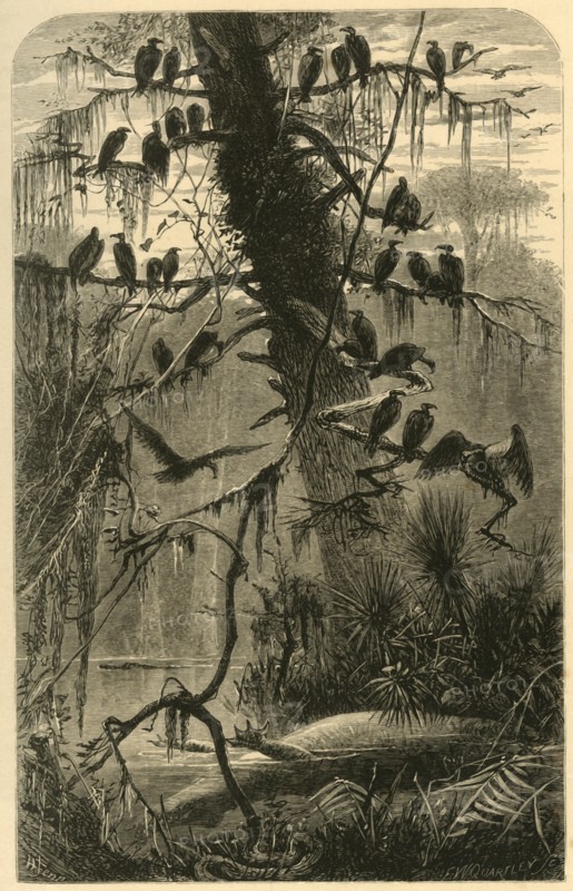 'Waiting for Decomposition', 1872.  Creator: Frederick William Quartley.