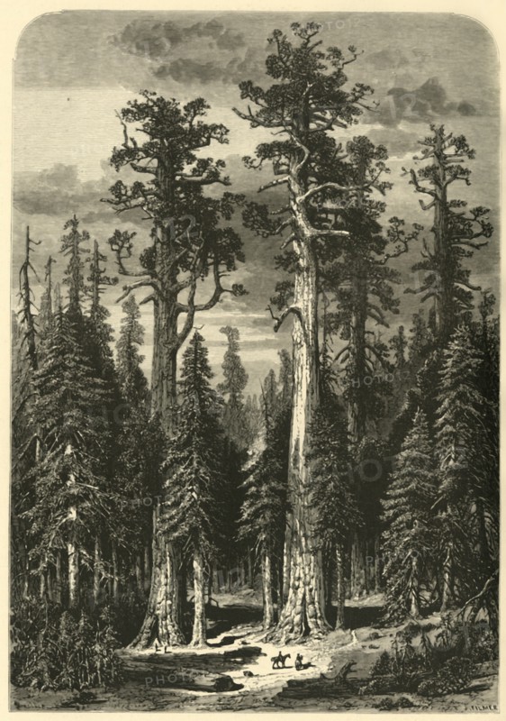 'Big Trees - Mariposa Grove', 1872.  Creator: John Filmer.