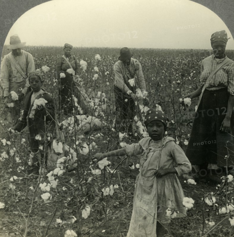 'A Typical Texas Cotton Field at Picking Time', c1930s. Creator: Unknown.