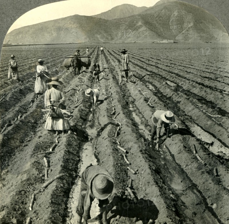 'Planting the Sugar Cane in a Large Hacienda near Lima, Peru.', c1930s. Creator: Unknown.
