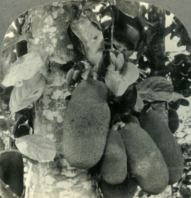 'Tropical Fruit as it Grows on the Island of Java', c1930s. Creator: Unknown.