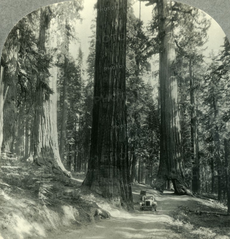 'The Wawona Tunnel, Tree and Surrounding Forest, Mariposa Grove, Yosemite Nat. Park, Calif.', c1930s Creator: Unknown.