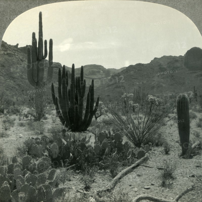 'Typical Cacti of Southern Arizona Desert, Pima County', c1930s. Creator: Unknown.