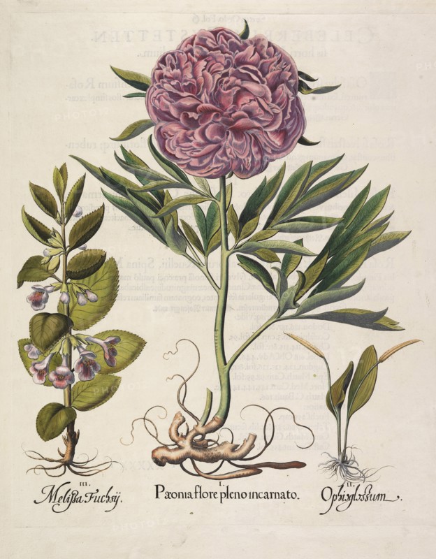 Paeonia flore pleno, 1613. Creator: Besler, Basilius (1561-1629).