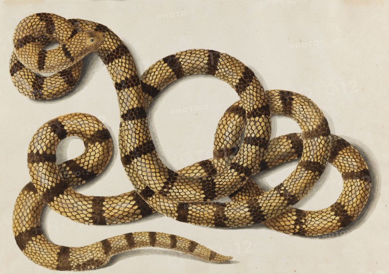 Snake, 1770-1780s. Creator: Scheidel, Franz Anton von (1731-1801).
