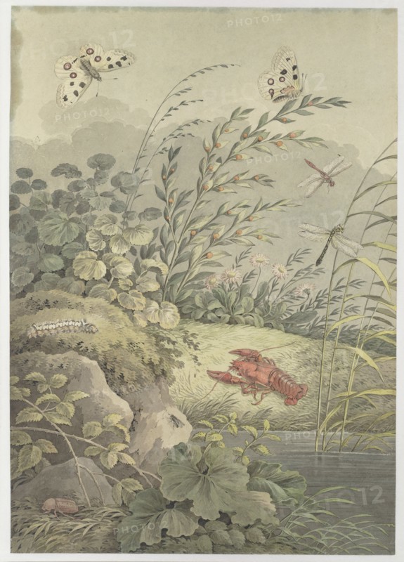 Piece of water with crab, butterflies, dragonflies and sea-buckthorn, c. 1800. Creator: Zingg, Adrian (1734-1816).