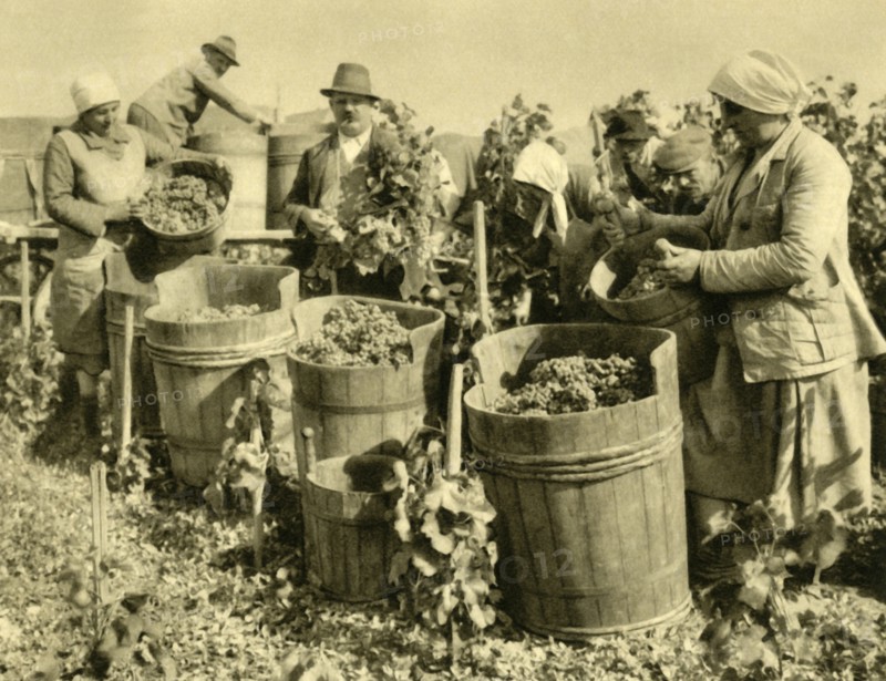 Wine harvest near Baden bei Wien, Lower Austria, c1935. Creator: Unknown.