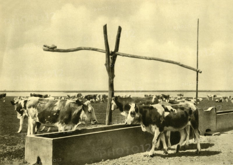 Cattle drinking at a trough, Burgenland, Austria, c1935. Creator: Unknown.