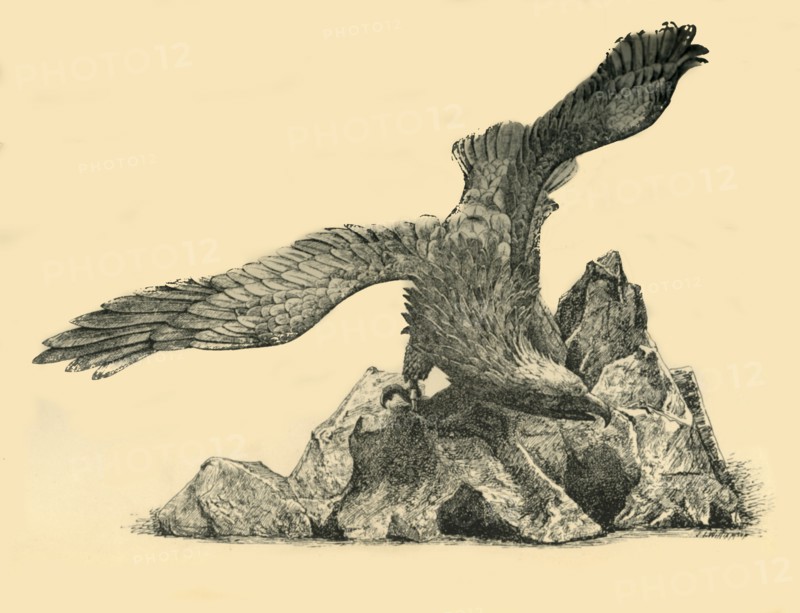 Incense burner in the form of an eagle, c1860, (1881).  Creator: J. I. Williamson.