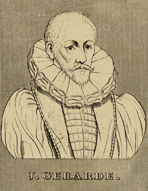 'J. Gerarde', (c1545-1612), 1830. Creator: Unknown.