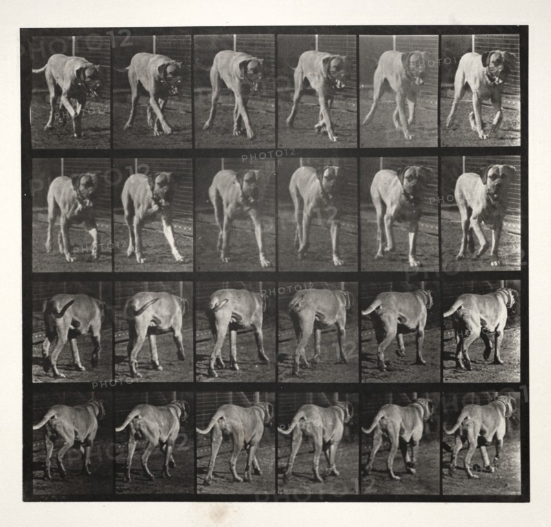 Dread Trotting, 1887. Creator: Eadweard J. Muybridge (American, 1830-1904); University of Pennsylvania.