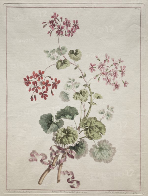 A Collection of Flowers Drawn from Nature: No. 6 - Scarlet and Variegated Geranium, 1801. Creator: John Edwards (British).