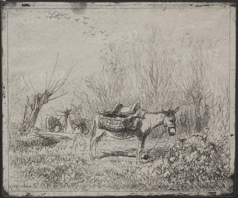 A Donkey in the Field, original impression 1862, printed in 1921. Creator: Charles François Daubigny (French, 1817-1878).