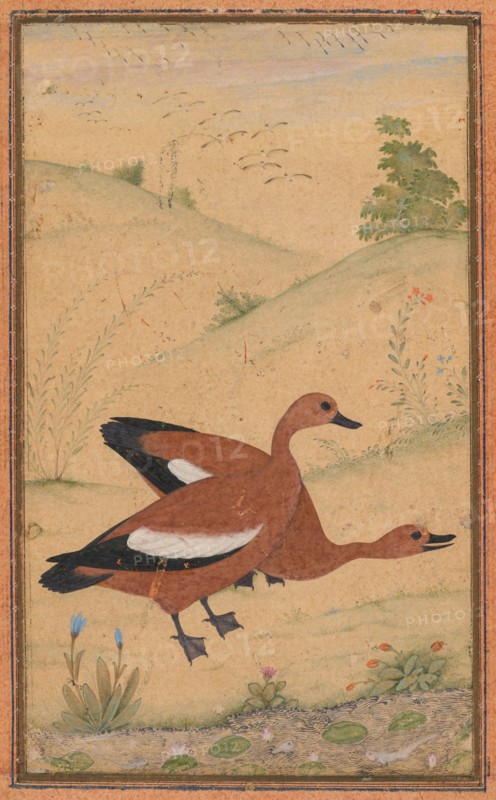 A pair of Brahminy ducks, c. 1595; borders added probably 1800s. Creator: Unknown.