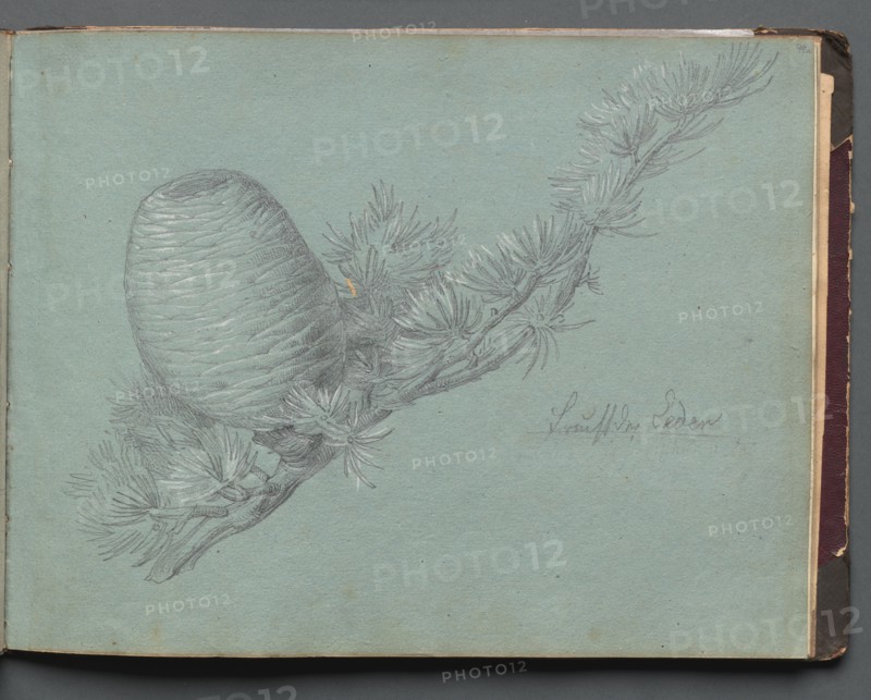 Album with Views of Rome and Surroundings, Landscape Studies, page 49a: Study of a Evergreen.... Creator: Franz Johann Heinrich Nadorp (German, 1794-1876).
