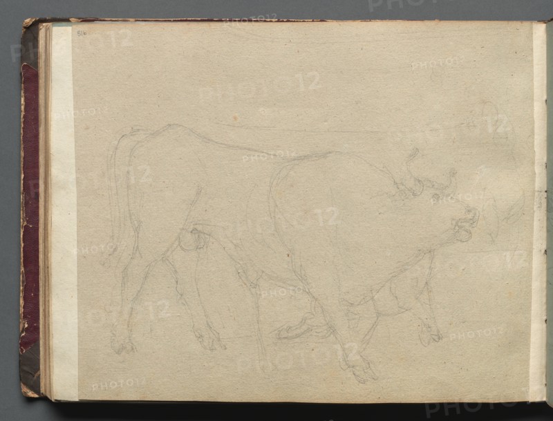 Album with Views of Rome and Surroundings, Landscape Studies, page 51b: Study of a Bull. Creator: Franz Johann Heinrich Nadorp (German, 1794-1876).