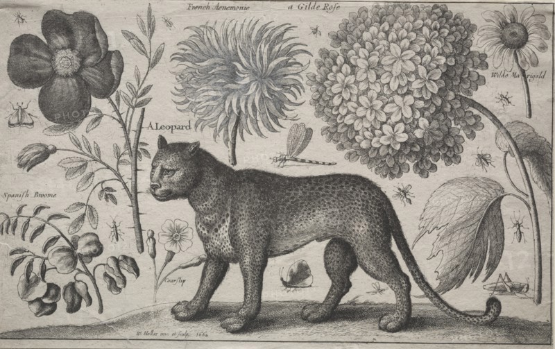 Animals and Plants: Leopard with Plants and Insects, 1662. Creator: Wenceslaus Hollar (Bohemian, 1607-1677).