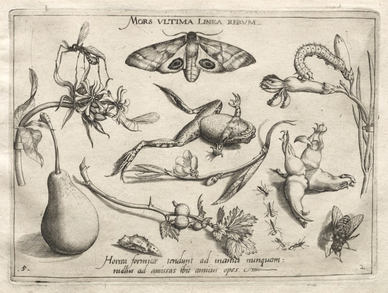 Archetypes and Studies: Death is the line that marks the end of all (Part II, plate 5), 1592. Creator: Joris Hoefnagel (Flemish, 1542-1601).