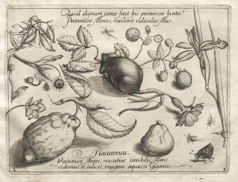 Archetypes and Studies: What can emerge in keeping with such a cavernous promise?, 1592. Creator: Joris Hoefnagel (Flemish, 1542-1601).