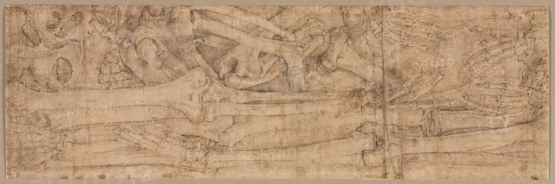 Arm Bones, early 1540s. Creator: Battista Franco (Italian, c. 1510-1561).