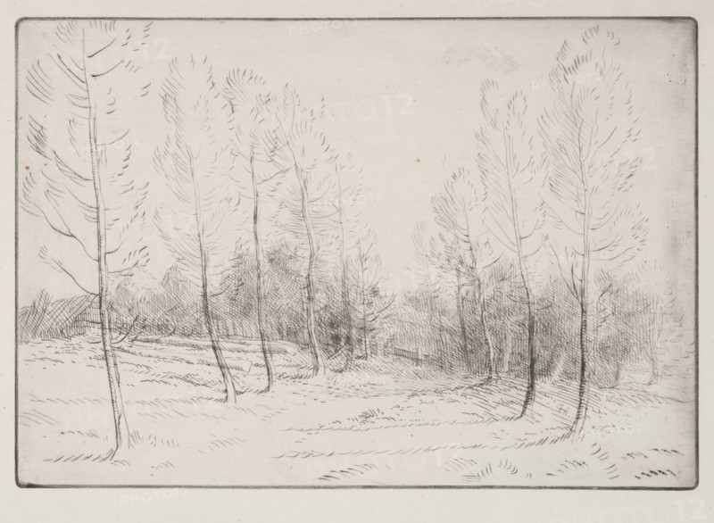 Avenue of Poplars. Creator: Alphonse Legros (French, 1837-1911).