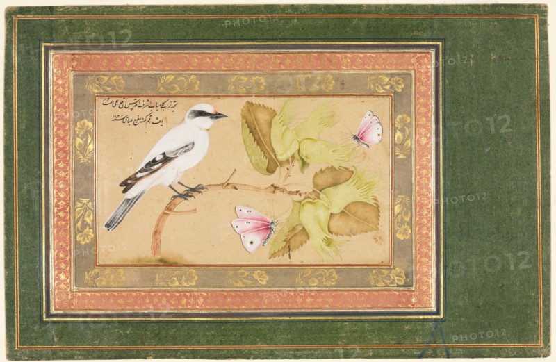 Black and White Bird Perched on a Shrub, 1651-1652. Creator: Shafi' Abbasi (Iranian).