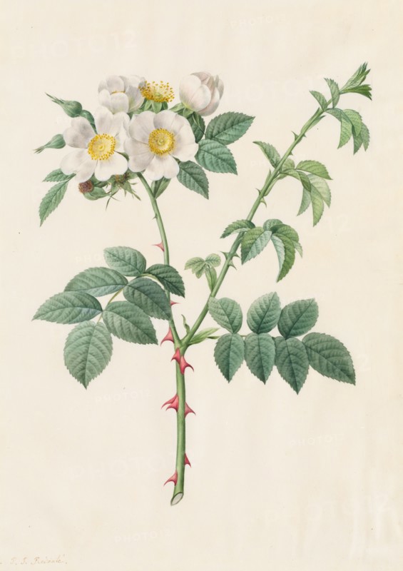 Brier Bush Rose or Dog Rose (Rosa Leucantha), 1817-1824. Creator: Henry Joseph Redouté (French, 1766-1853).
