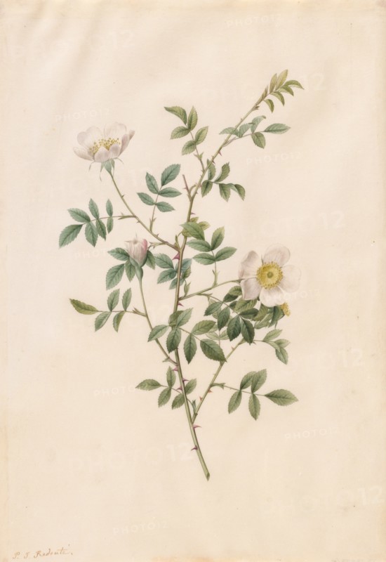 Brier Bush Rose or Dog Rose (Rosa Sepium Rosea), 1817-1824. Creator: Henry Joseph Redouté (French, 1766-1853).