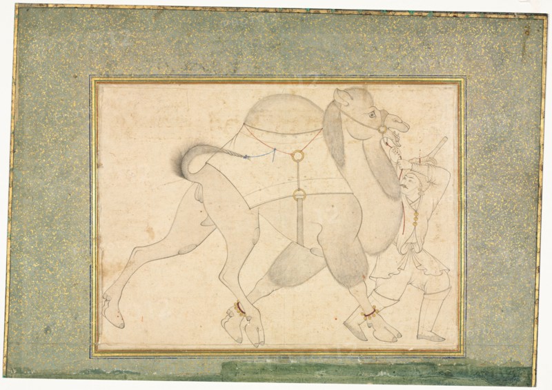 Camel and Groom; Single Page Illustration, c. 1545-1576. Creator: Shaykh Muhammad (Iranian), style of.