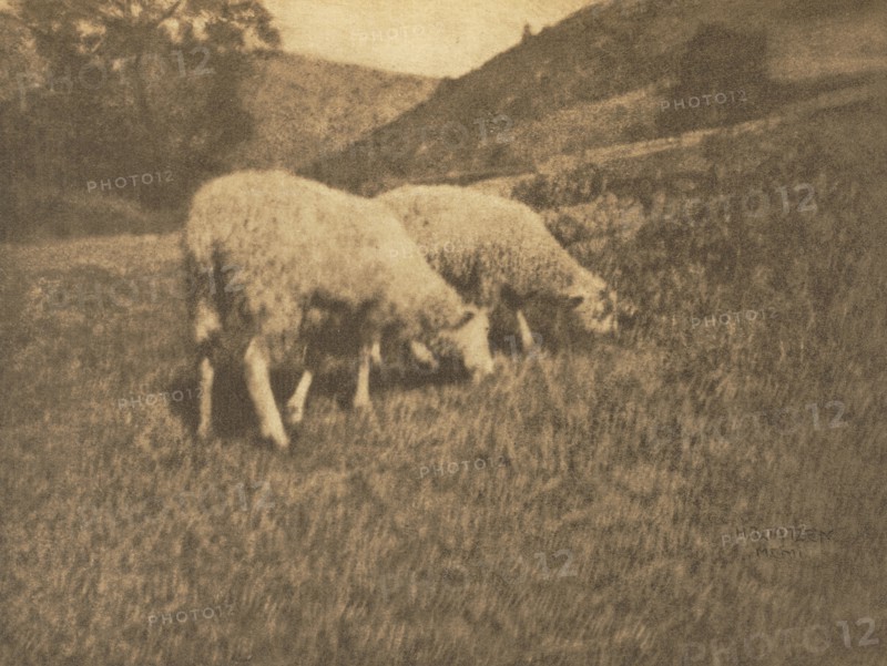 Camera Work: Sheep, 1906. Creator: Hans Watzek (Austrian, 1848-1903).