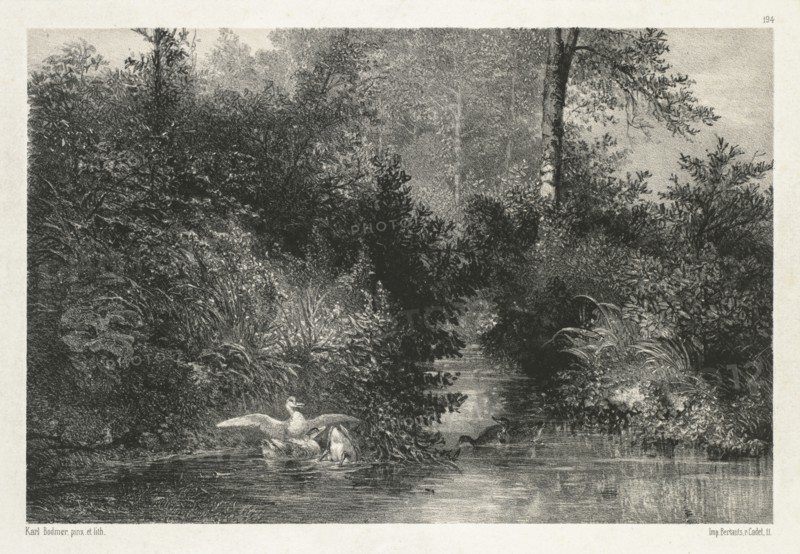 Canards (Ducks) . Creator: Karl Bodmer (Swiss, 1809-1893).